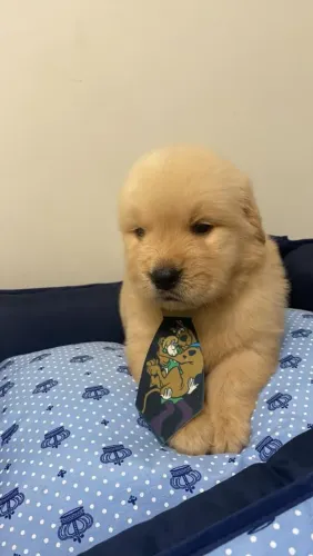 Golden Retriever - Fêmea super dócil 