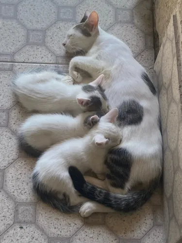 Gatos filhotes de 2 meses para adoção responsável