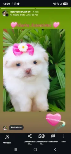 Shihtzu Fêmea
