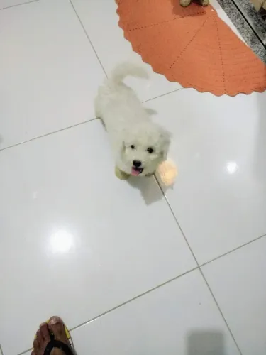Filhotes de poodle a venda