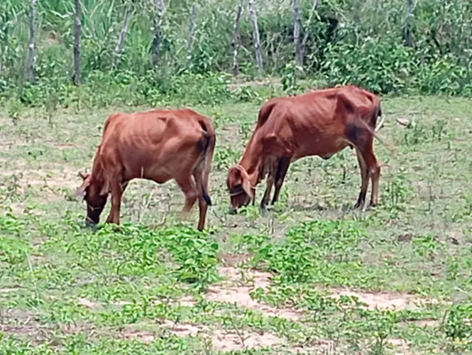 Vacas prenhas 