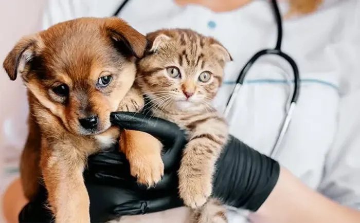 Consulta Veterinária Online/Presencial.