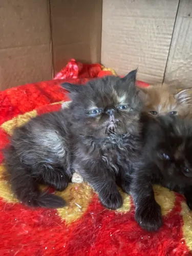Filhote gato persa