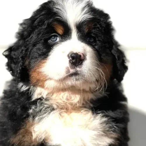 Filhotes de Bernese | Energia positiva em quatro patas