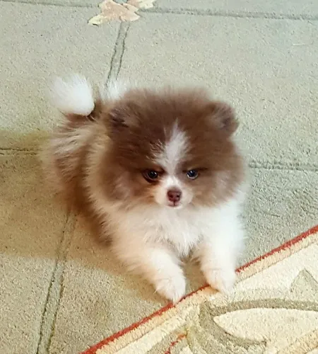Spitz alemão Tem um novo integrante procurando seu cantinho