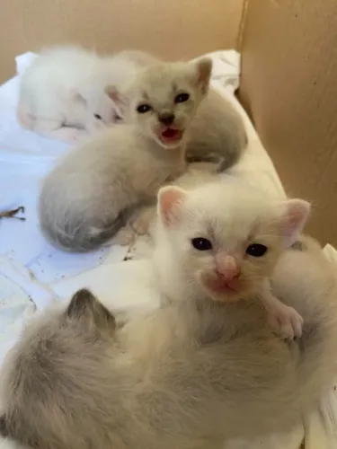 Doação de gatos já desvermifugados