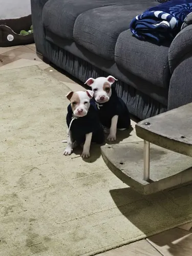 Vende-se filhote de Pitbull
