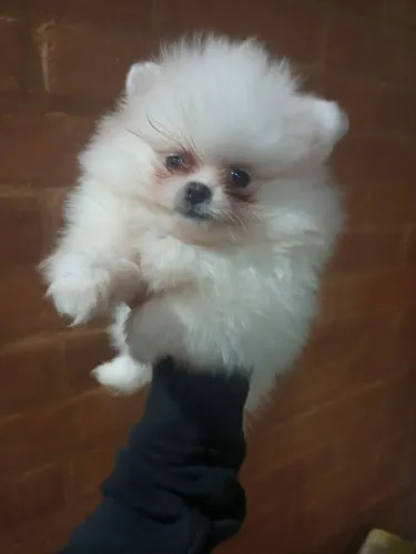 Spitz alemão branco anão lindo