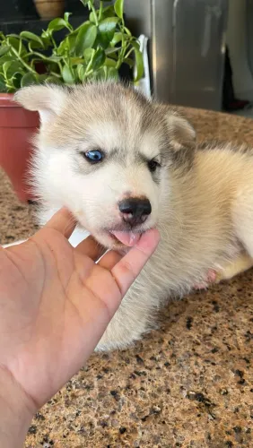 Cachorro Husky siberiano