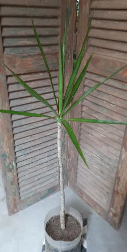 Dracena 
