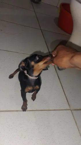 pincher
