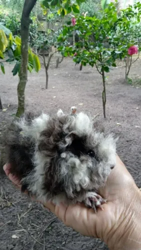 Porquinho da Índia cacheado