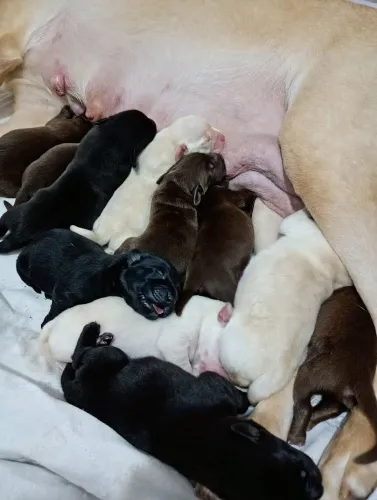 Filhotes de labrador retrivier