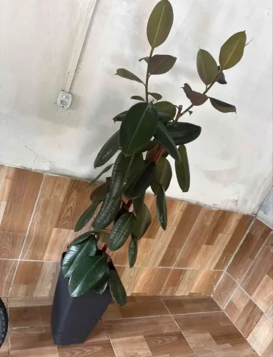 Vendo uma planta decorativa já com vaso incluso. 