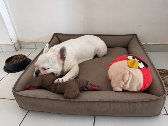 Cama pet - Linha premium 