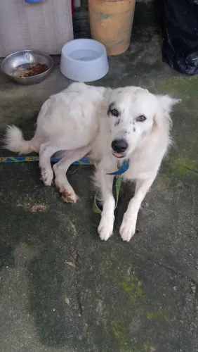 Doa se esse cachorro 