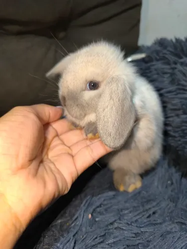  Coelho Mini Lop .