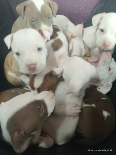 Filhotes Pitbull 