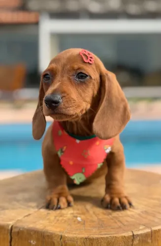 Dachshund