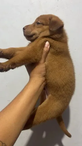 Chow-chow