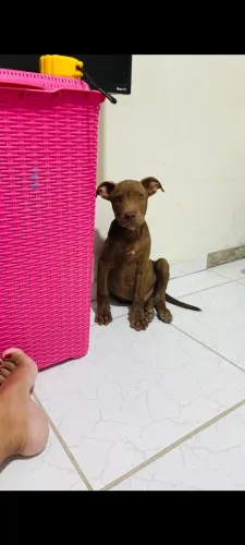 Pitbull Apbt 