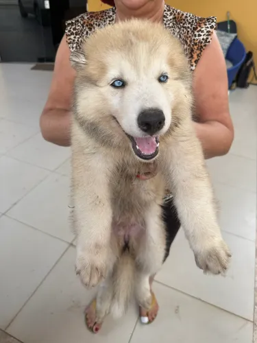 Filhote de husky siberiano