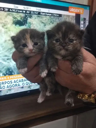 Filhotes de Maine coon