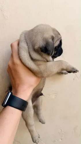 Cachorro