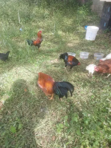 vendo 2 galos índios e 7 galinhas caipira (mais informações no privado)