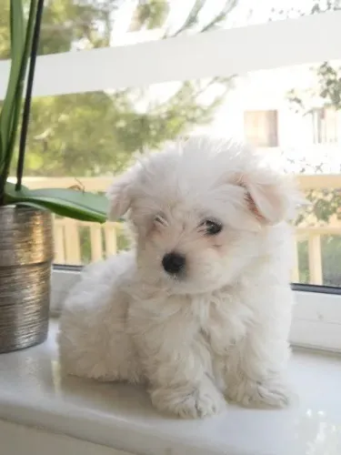 Filhotes de Poodle Disponíveis para o Dia dos Namorados