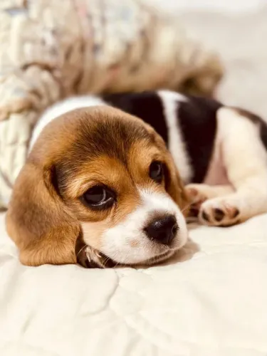 Beagle Filhotinhos Lindos com Exames e Vacina Importada