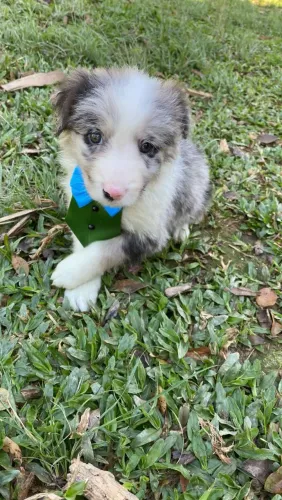 Border Collie com pelagem exuberante 
