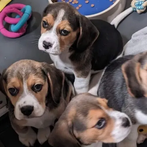 Filhotes de Beagle | Conheça nossos filhotes e apaixone-se pelos detalhes!