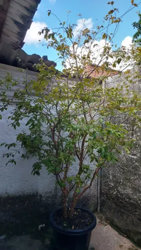 Vende-se Jabuticabeira Produzindo 