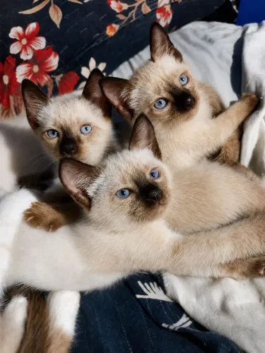 Gatos siameses