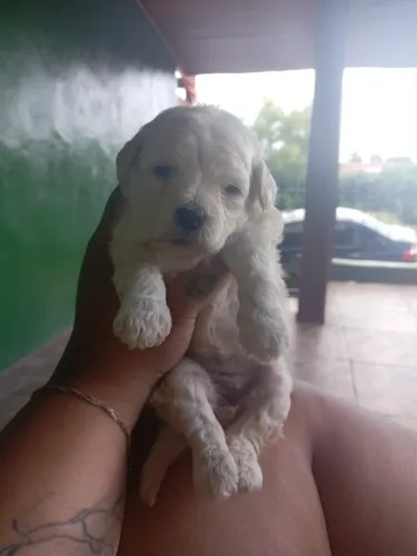 Poodle Femea