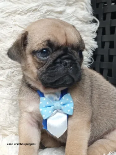 pug oportunidade unica garanta já o seu