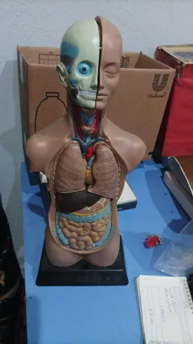 Modelo  anatômico de torso humano.