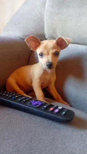 Pinscher miniatura femea