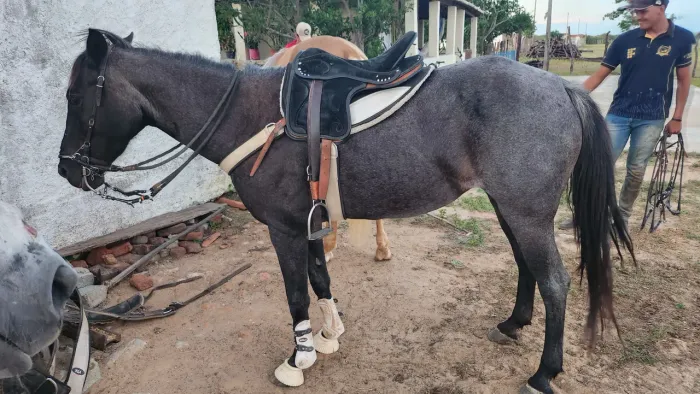 Égua de direita para comércio