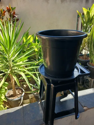 Vasos de plantas ORNAMENTAIS e tradicionais a pronta entrega! (Obs:) produto novo! 