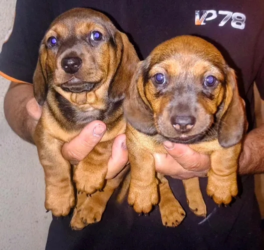 Filhotes de dachshund ou salsicha basse