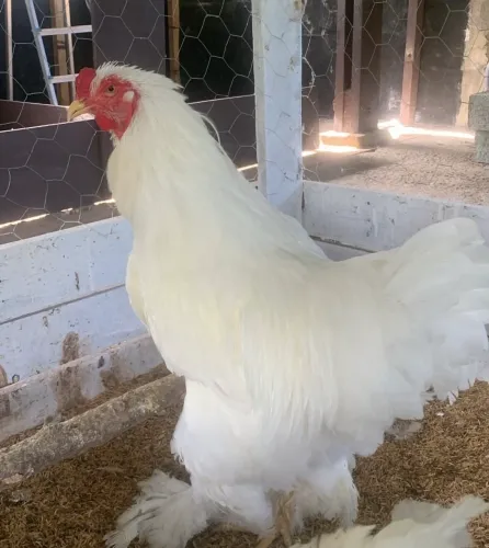 Brahma White a partir de 50,00