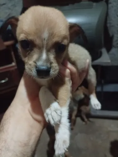 Cachorro para adoção 