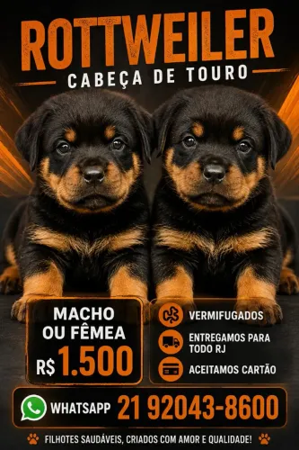 Rottweiler cabeça de touro macho e fêmea raça pura lindos