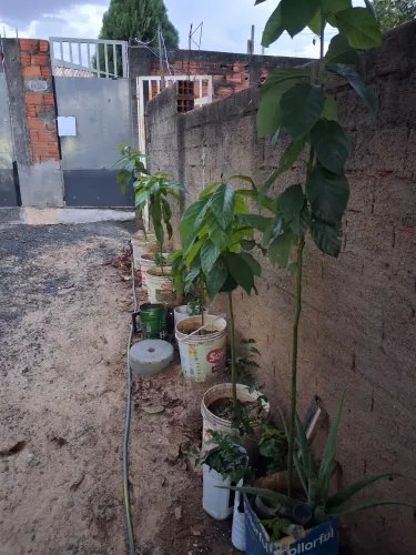 Muda de abaca