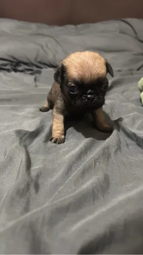 Filhote de PUG