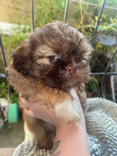 FILHOTE DE SHIH TZU