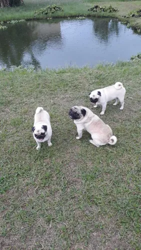Vendo lindos filhotes de Pug