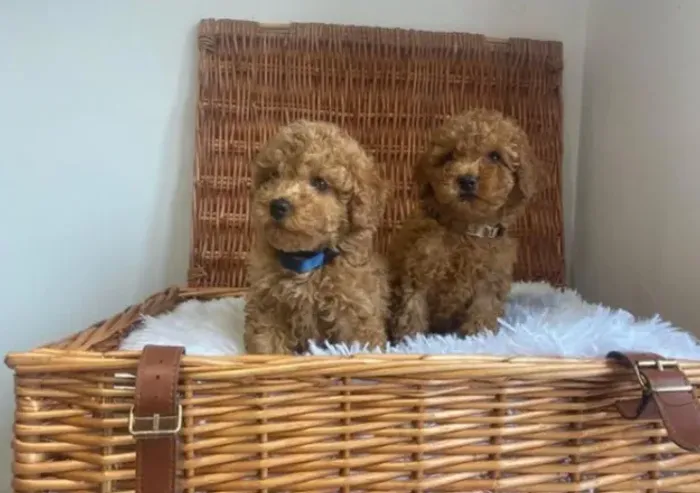 Poodle,Poodle Filhote Muito Amoroso e Dócil